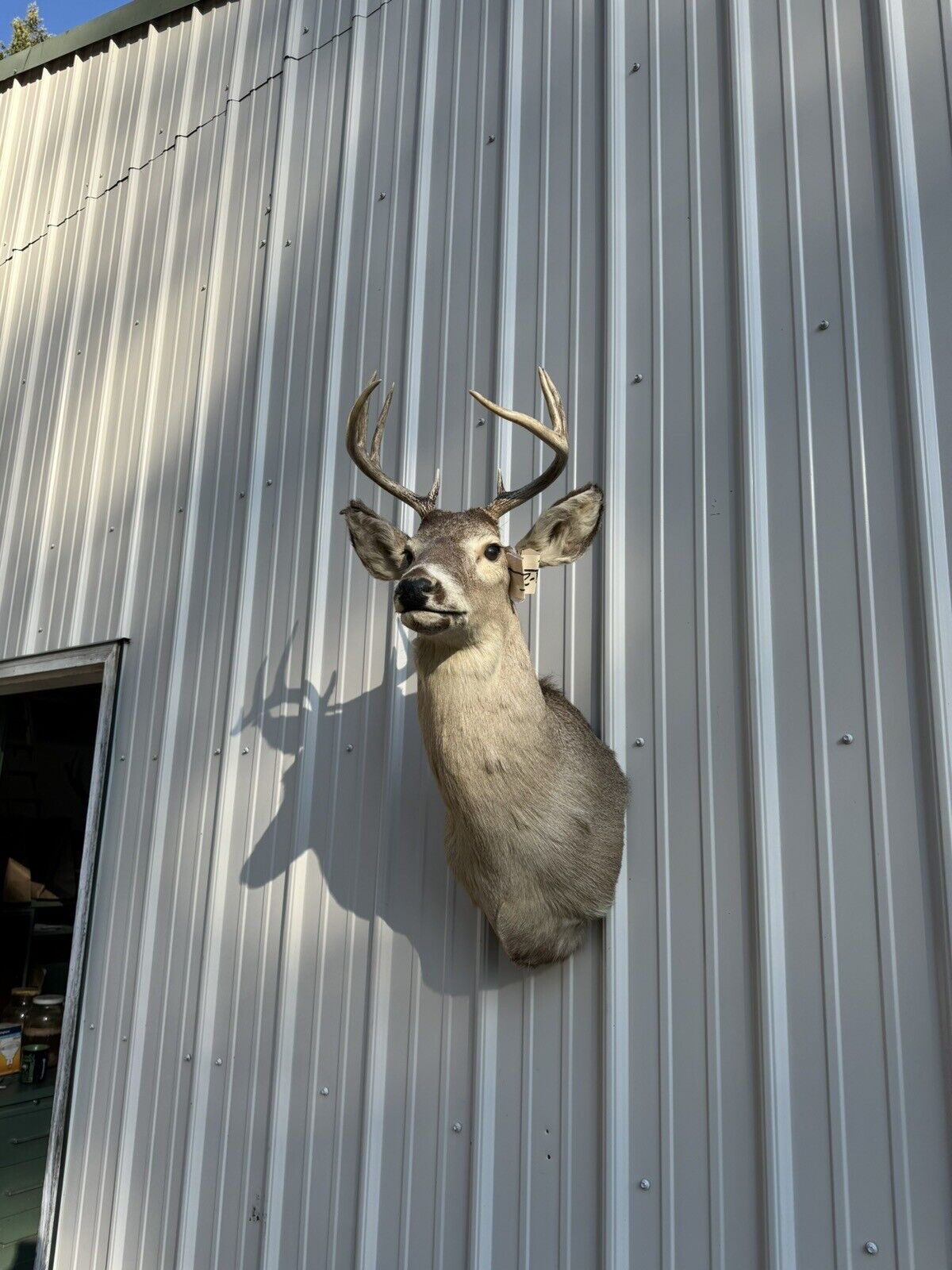 Whitetail Deer Real Antler Deer Taxidermy Mount