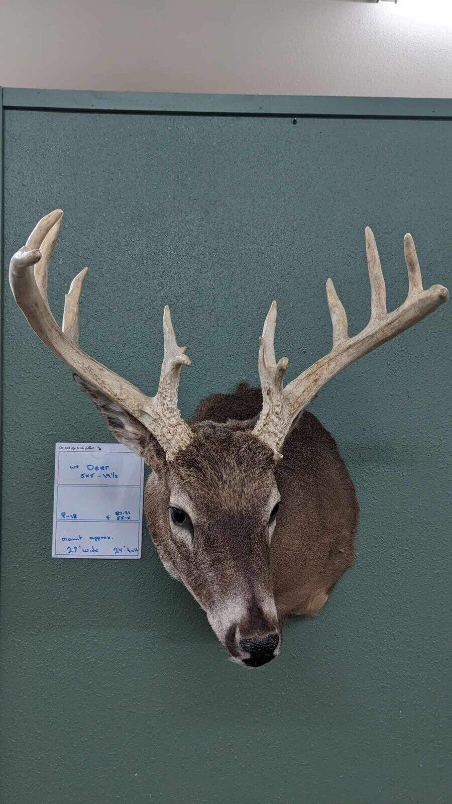 Whitetail Deer Real Antler Deer Taxidermy Mount
