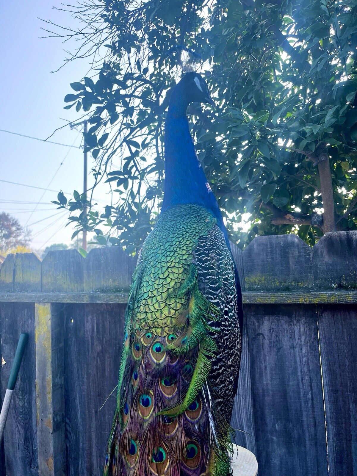 India Blue Real PEACOCK Taxidermy Mount museum quality