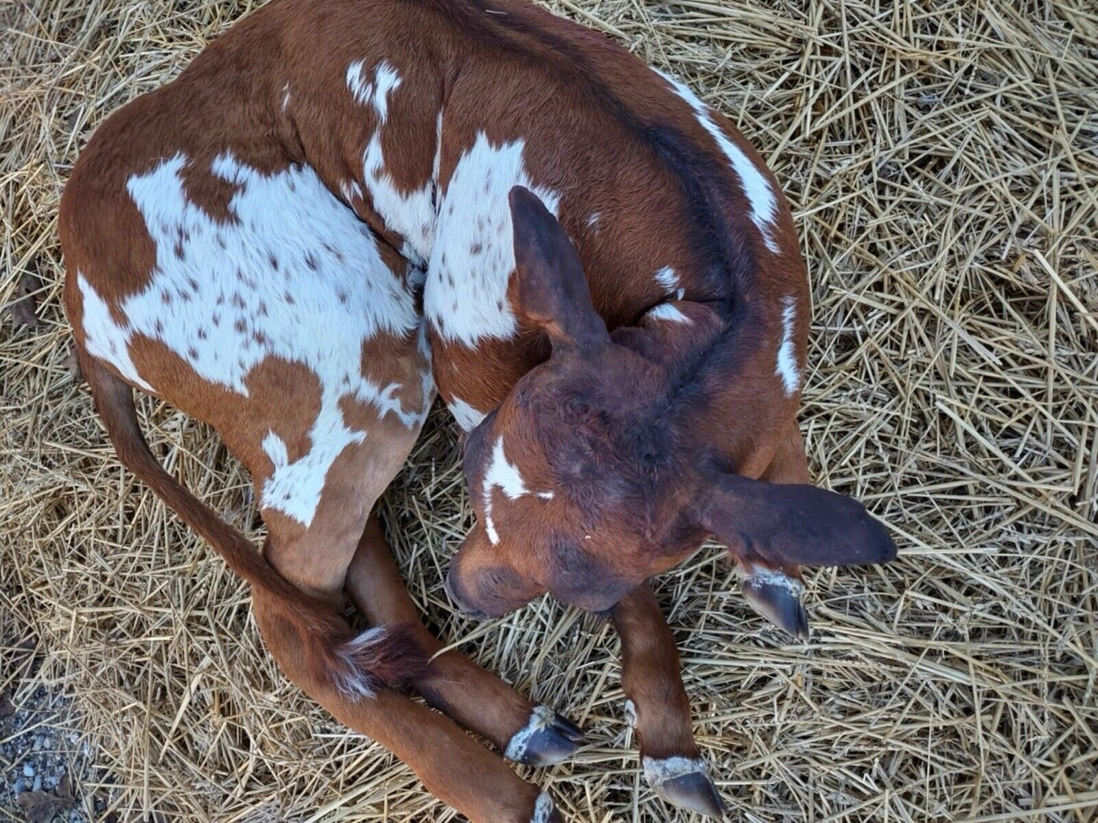 FH117-Baby Calf Taxidermy Mount Brand New