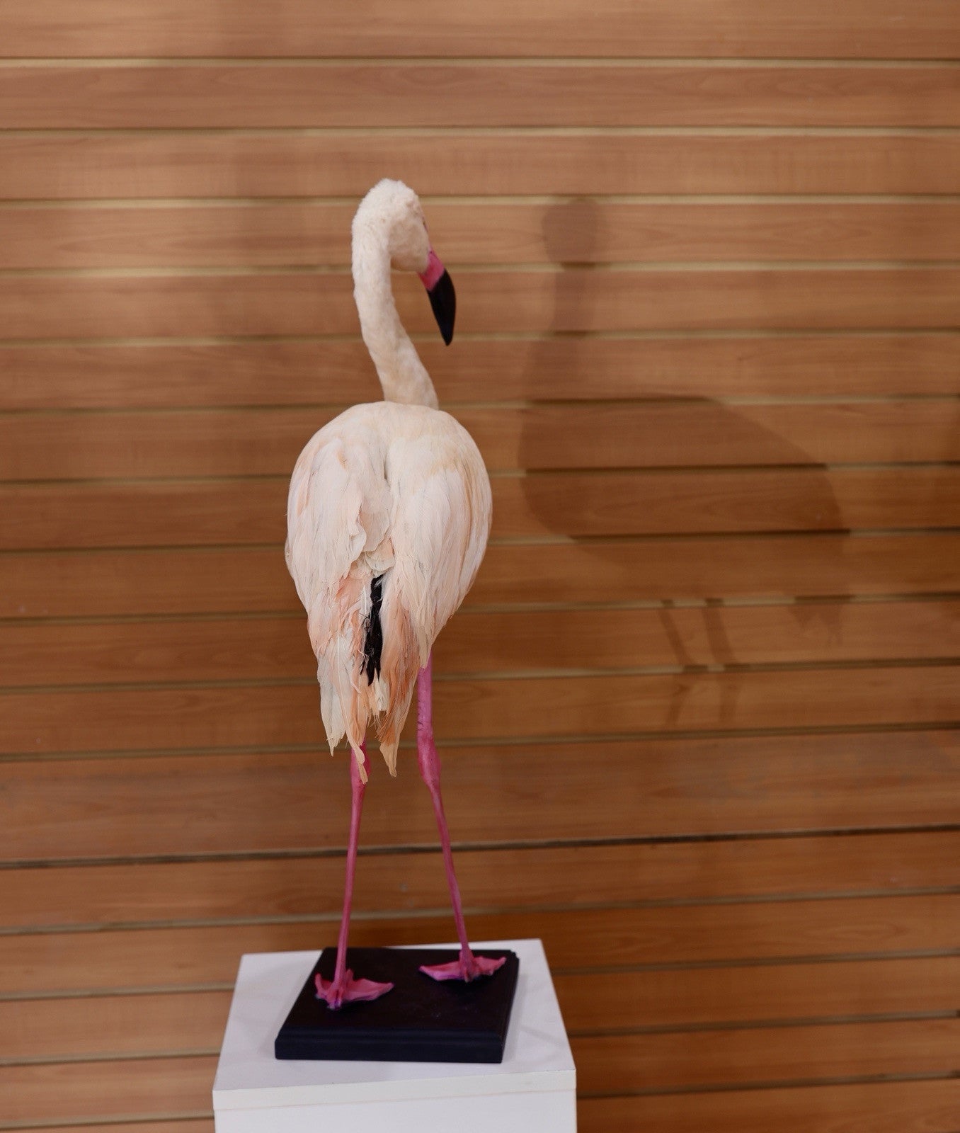FH114-Flamingo Museum quality Chilean flamingo Taxidermy mount