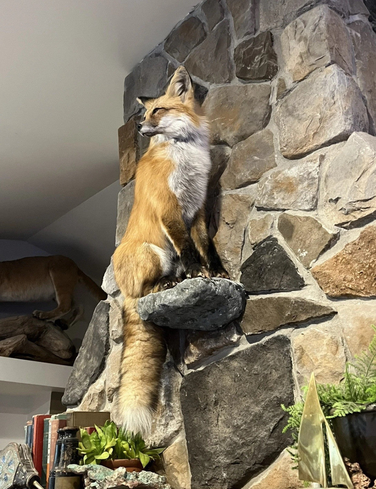 Red Fox Taxidermy Full Body Mount Cabin Camp Man Cave Home Office Den Decor NEW!