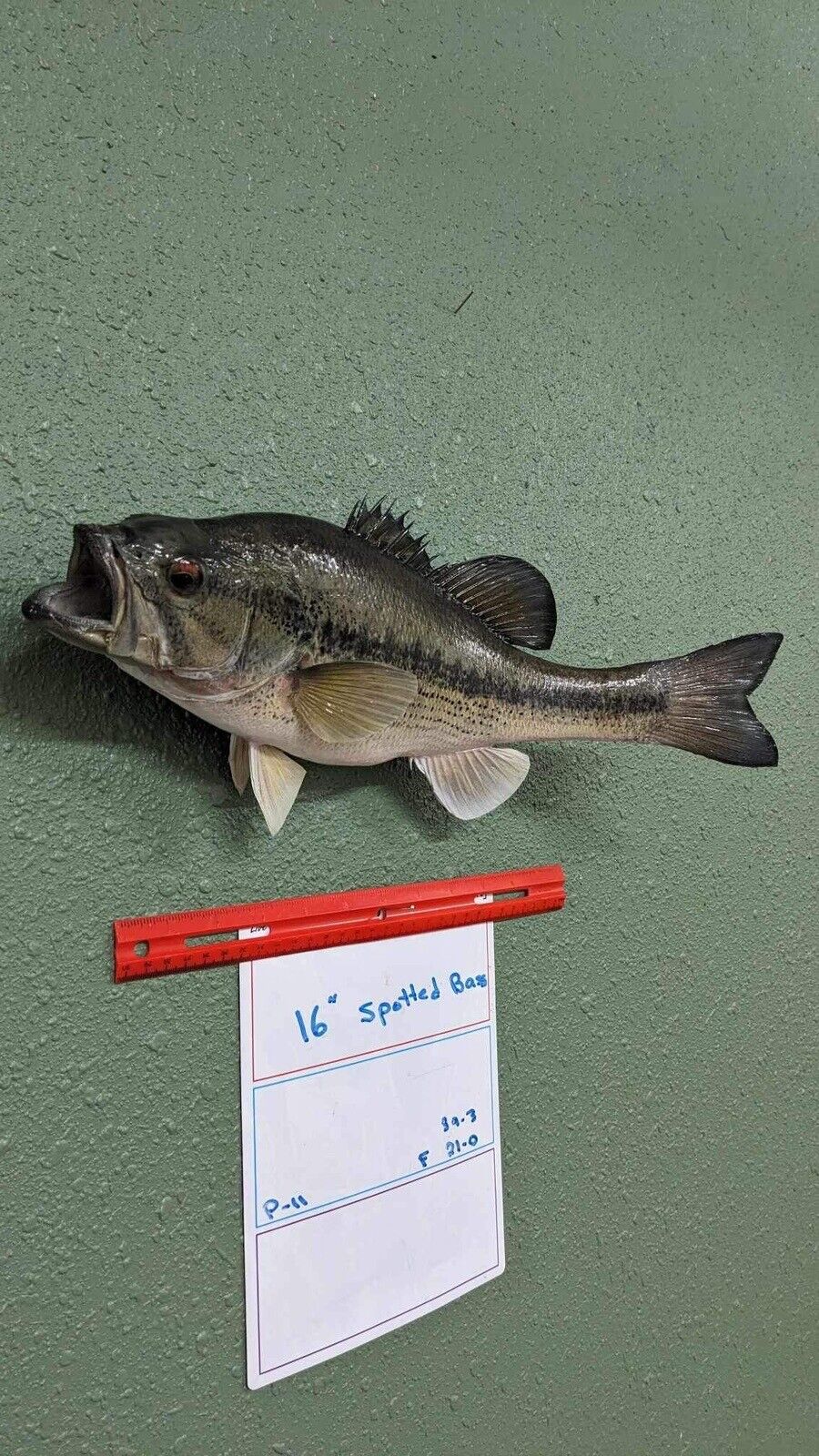 Beautiful Real Skin 16” Spotted Bass Taxidermy Wall Mount Art Wildlife