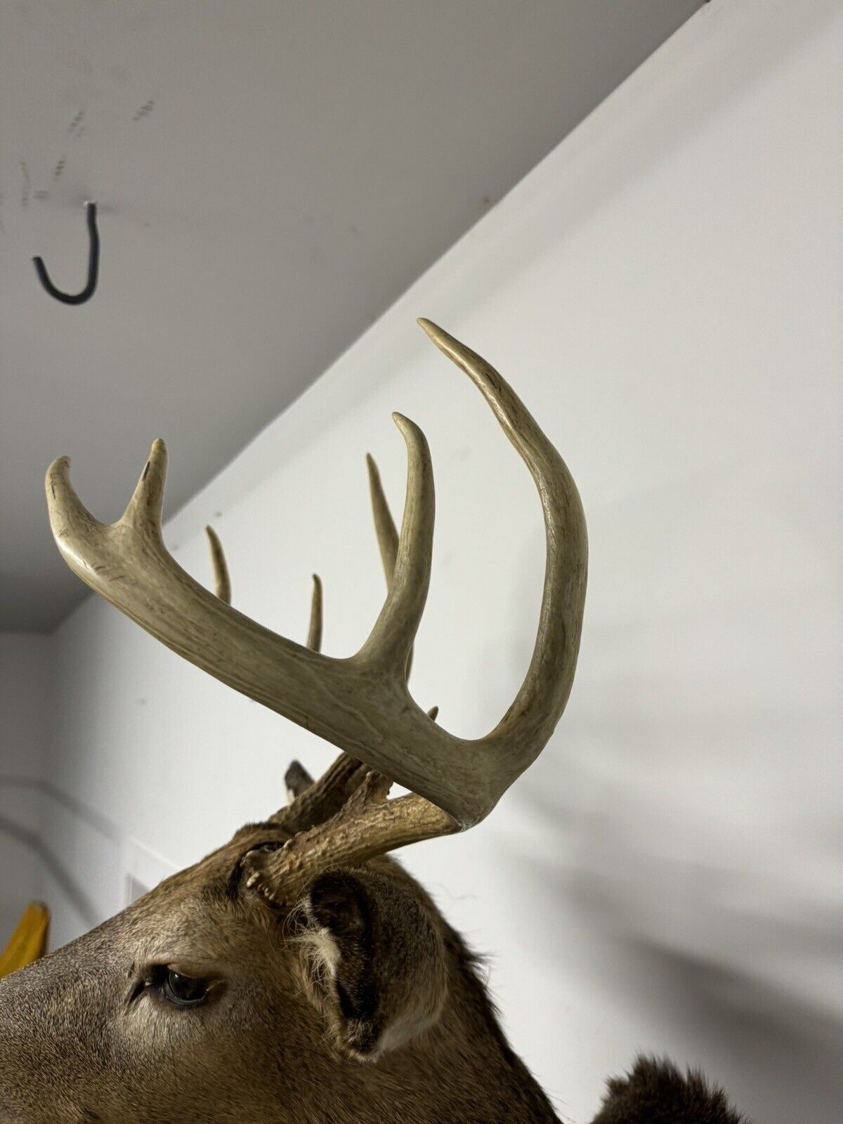 Whitetail Deer Real Antler Deer Taxidermy Mount