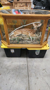 Real Deer Fawn Taxidermy Mount In Coffee Table