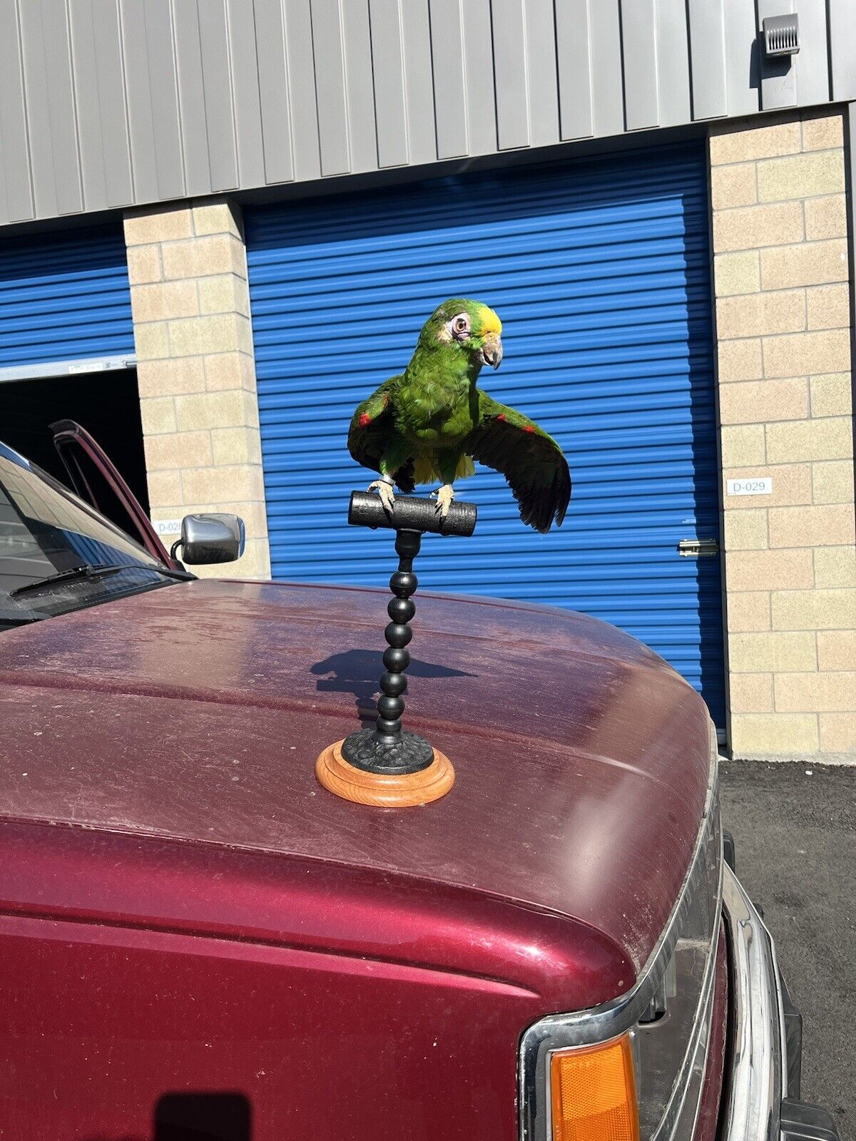 yellow crowned amazon Parrot Taxidermy Mount