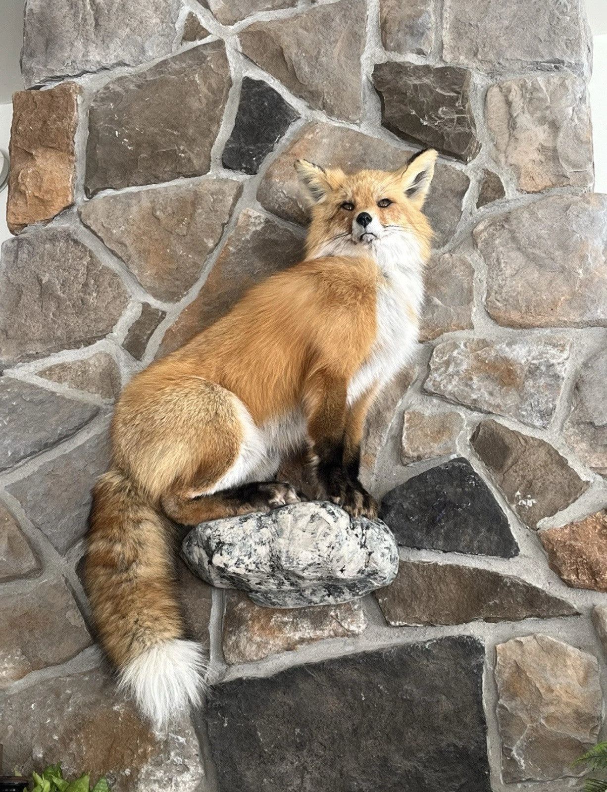 Red Fox Taxidermy Full Body Mount Cabin Camp Man Cave Home Office Den Decor NEW!