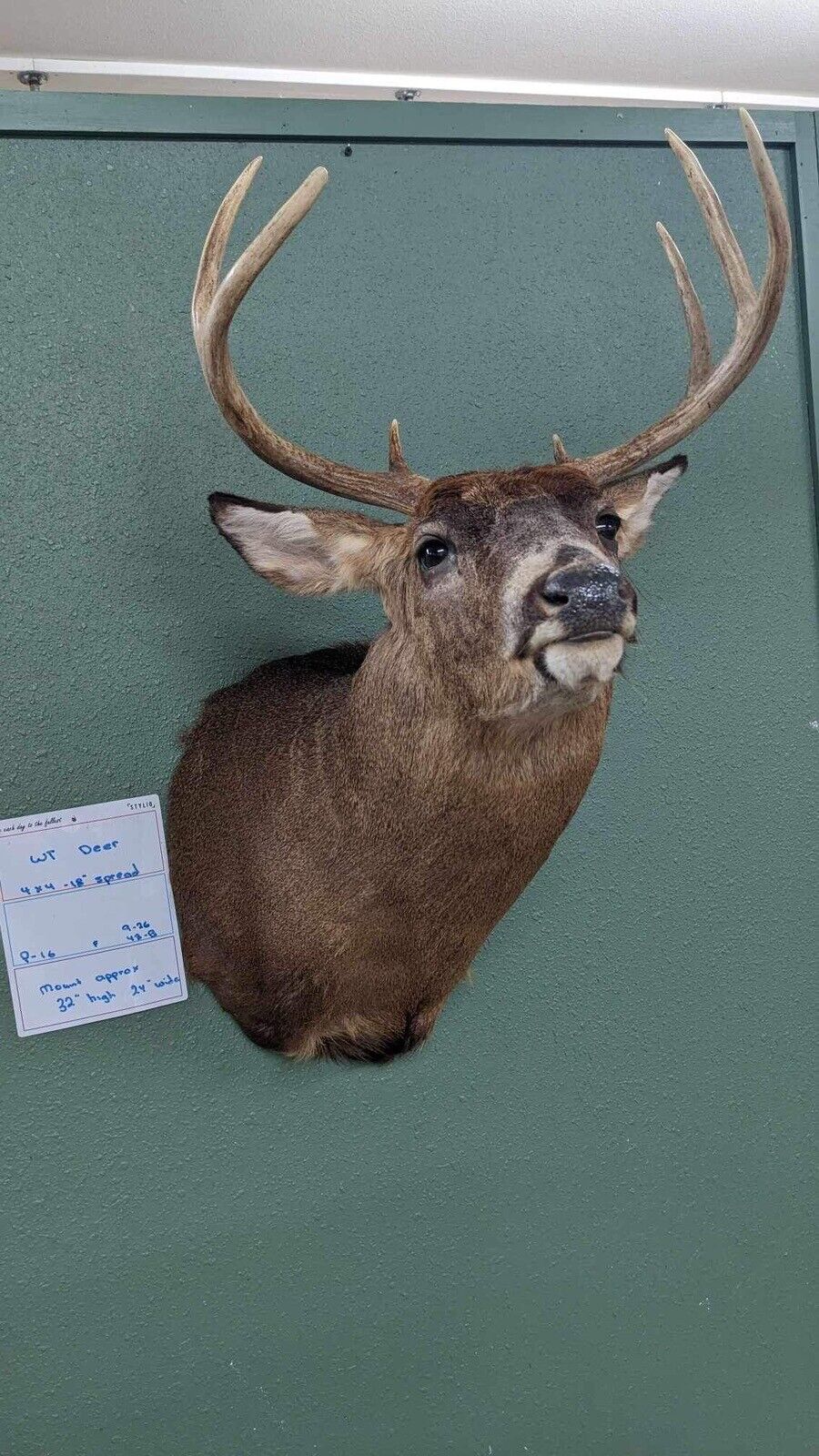 Whitetail 4x4 18” Spread Real Antler Deer Taxidermy Mount