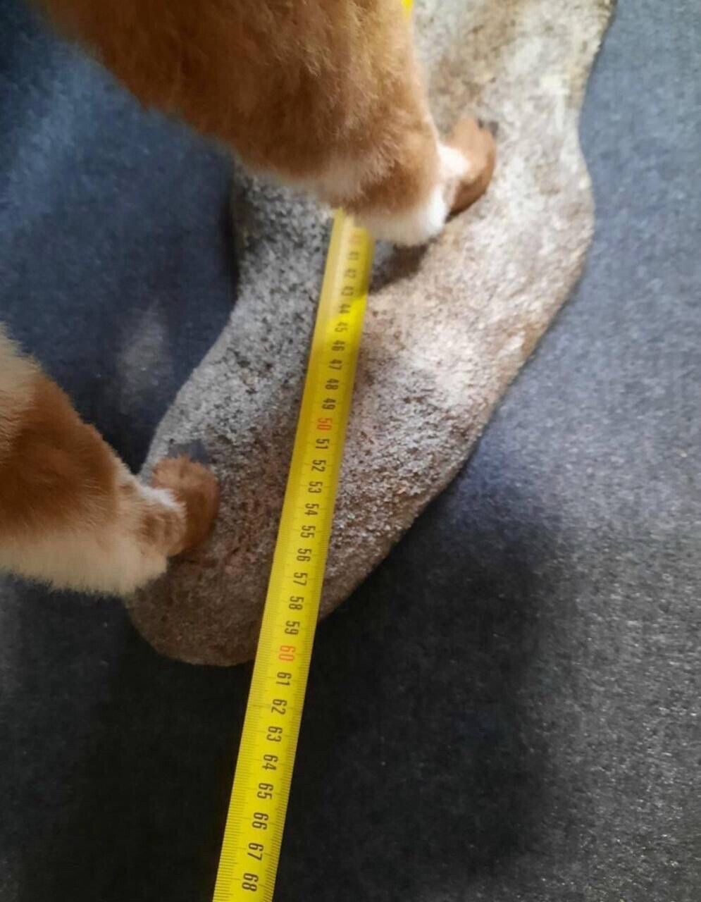 FH154-Museum Quality Baby Llama Taxidermy Full Body Mount Lifesize