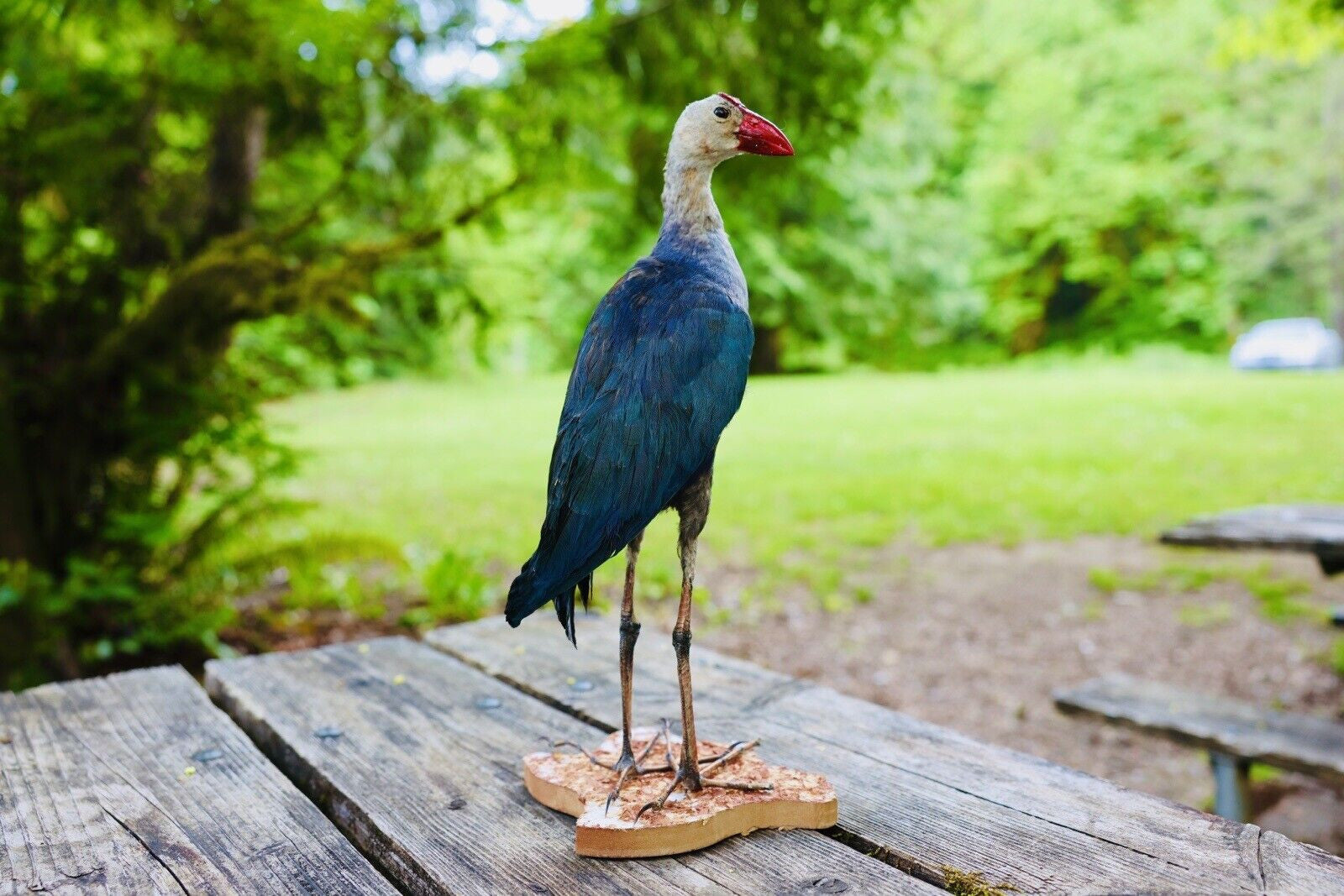 HA47 Grey Headed Swamphen (Porphyrio Poliocephalus) Bird Mount Taxidermy