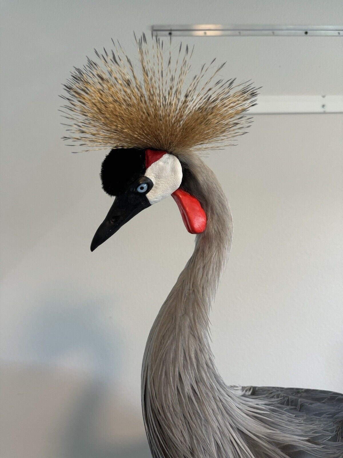 FH159-Museum Quality GREY-CROWNED CRANE TAXIDERMY BIRD MOUNT Beautiful Feathers