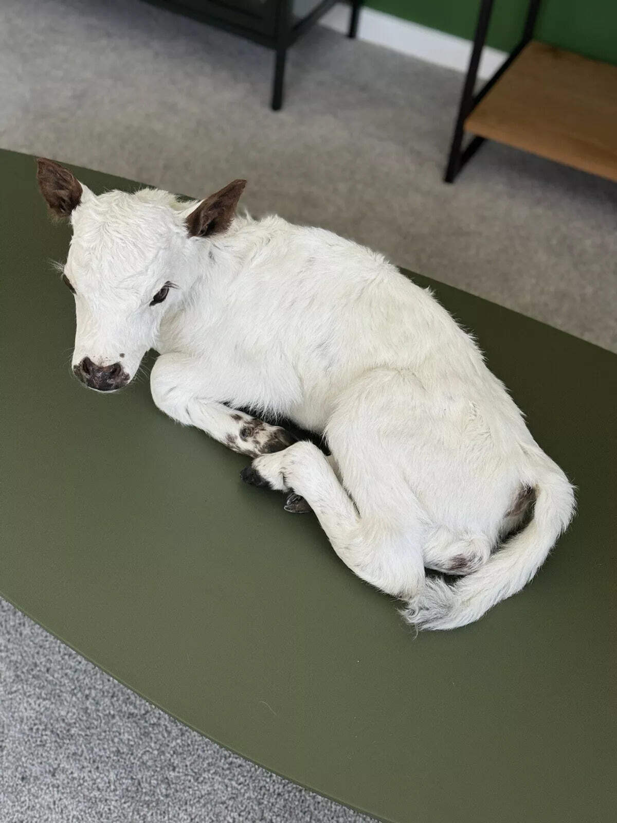 FHCOW1 - Baby British White Beef Calf Full Body Taxidermy Mount