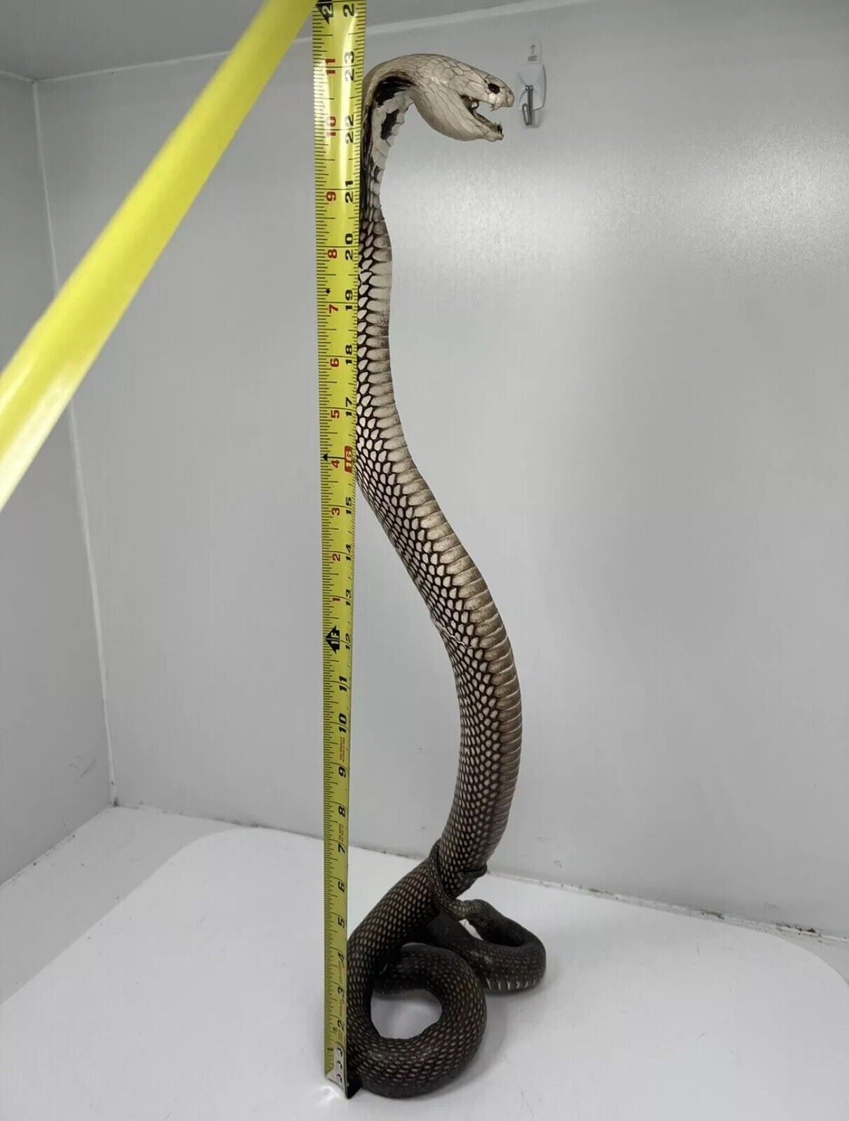 23" Real Cobra Taxidermy Snake Mount