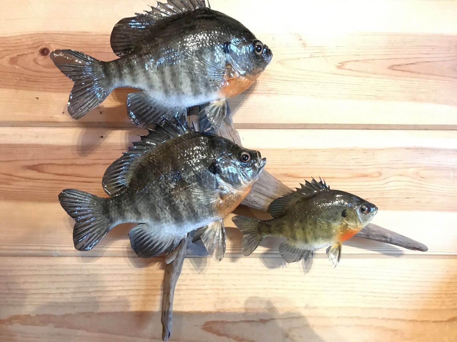 Real Skin Beautiful Sunfish Bluegill Panfish Fish Taxidermy Wall Mount