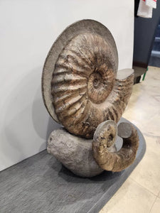 Giant Ammonite Fossils In Matrix