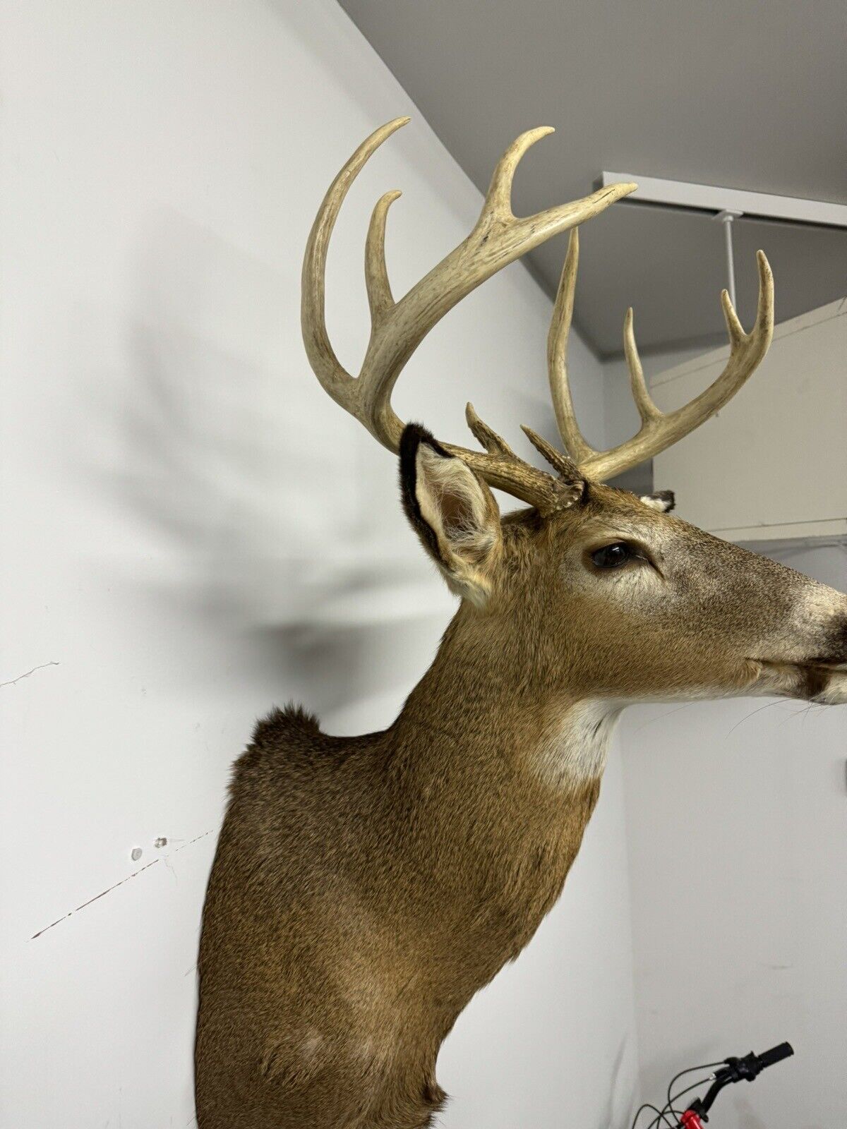 Whitetail Deer Real Antler Deer Taxidermy Mount