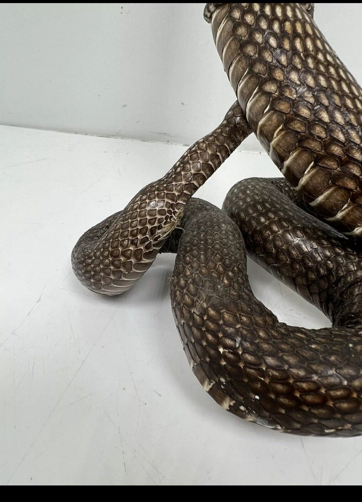 23" Real Cobra Taxidermy Snake Mount