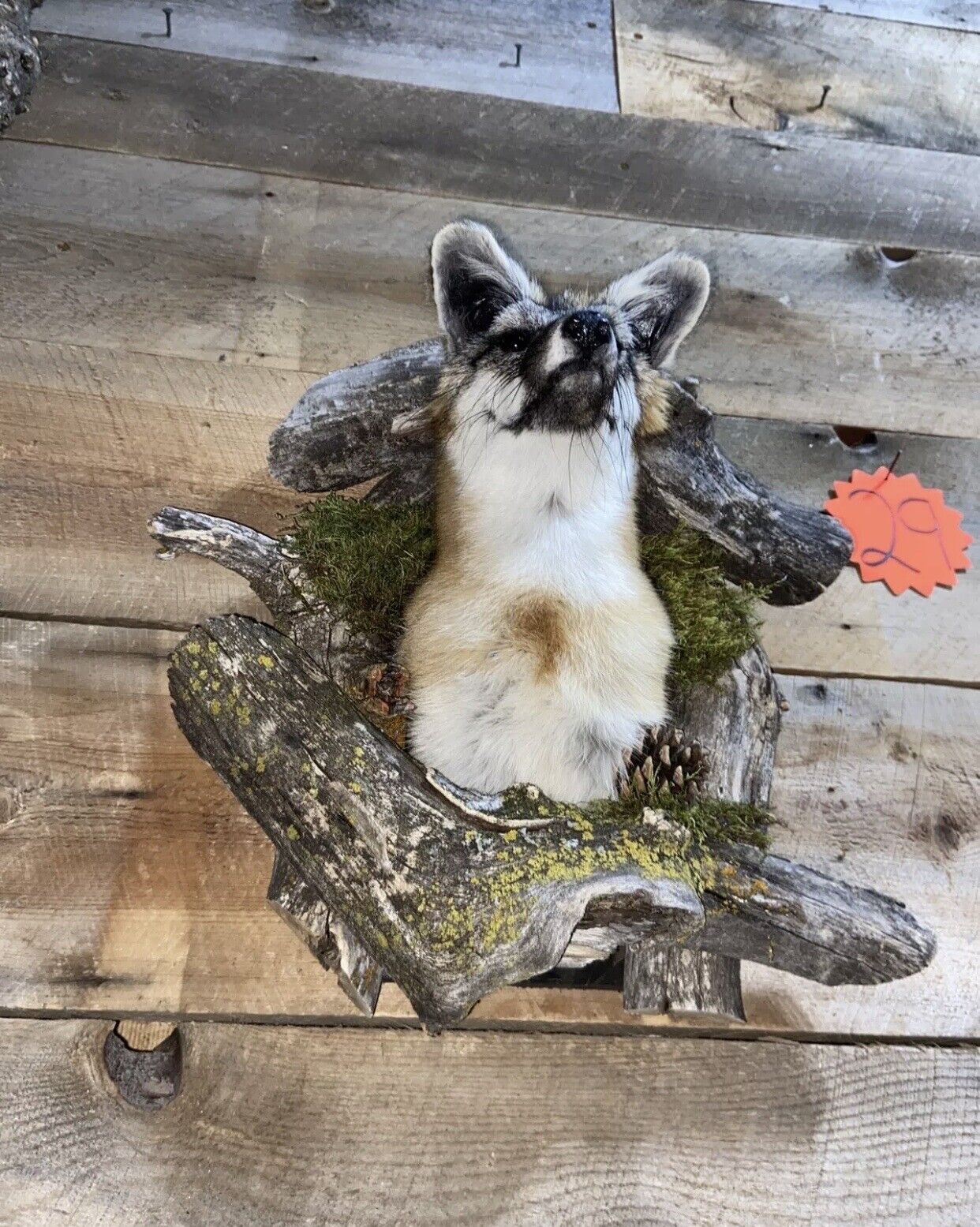 Beautiful Grey Fox Taxidermy Wall Mount In Den