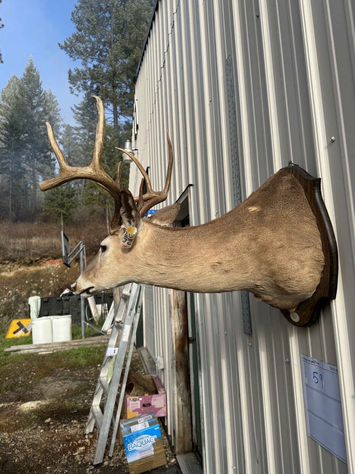 Whitetail Deer Real Antler Deer Taxidermy Mount