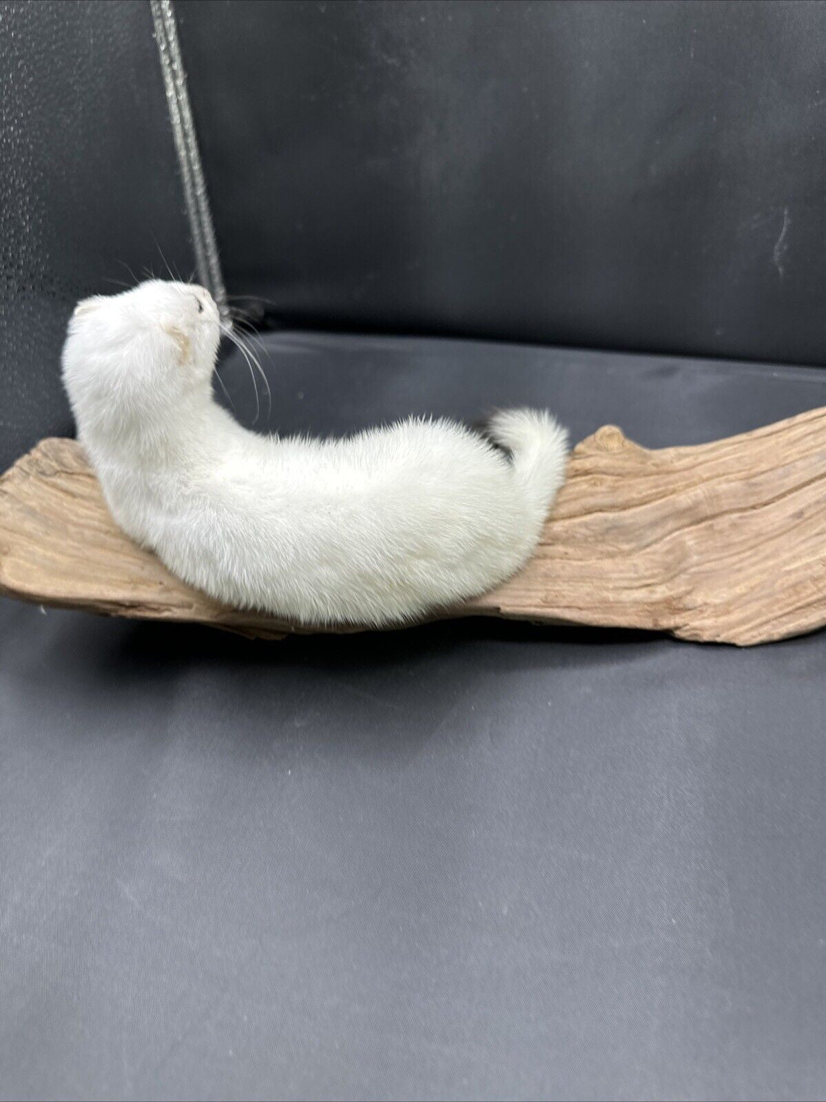 Beautiful Adorable Weasel Ermine Small Animal Taxidermy Mount Art Wildlife 51w