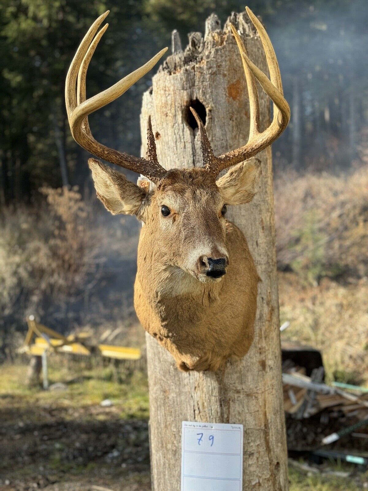 Whitetail Deer Real Antler Deer Taxidermy Mount