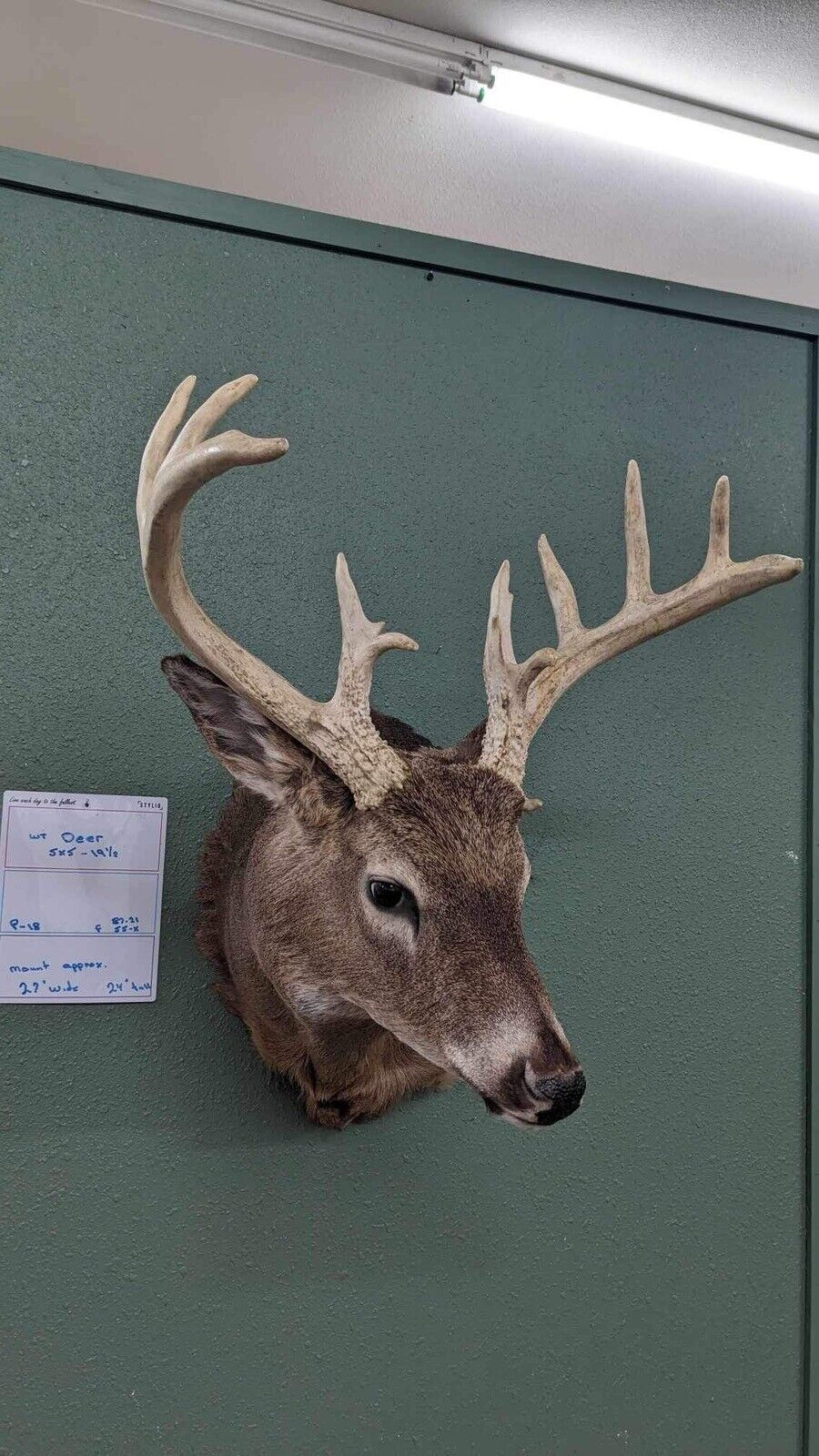 Whitetail Deer Real Antler Deer Taxidermy Mount