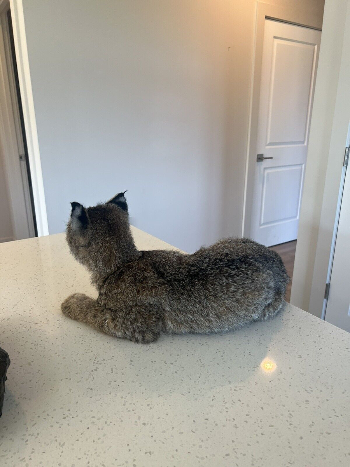 beautiful Juvenile real bobcat taxidermy mount museum quality