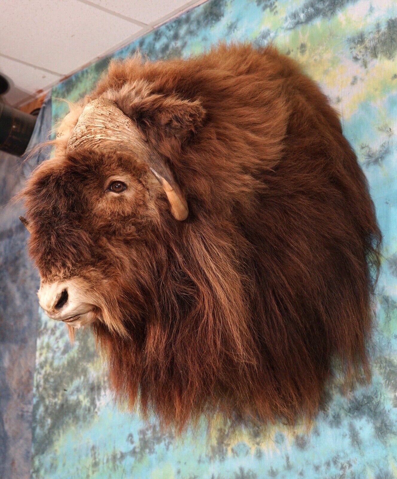 FH168-Record Class Massive Muskox Shoulder Taxidermy Mount
