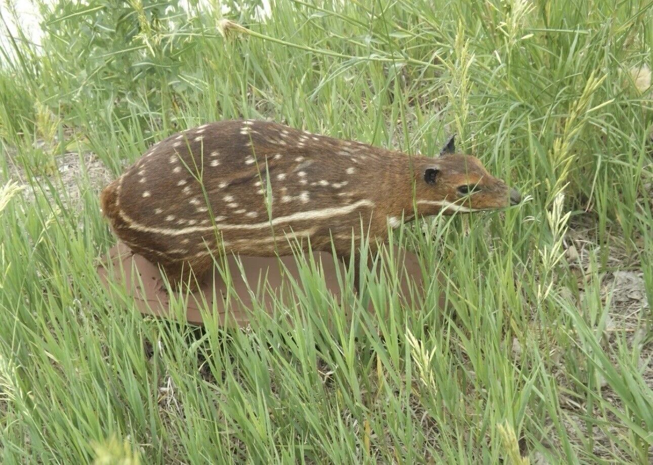 Lowland Paca Life-size UNUSUAL/ODDITY Taxidermy Mount