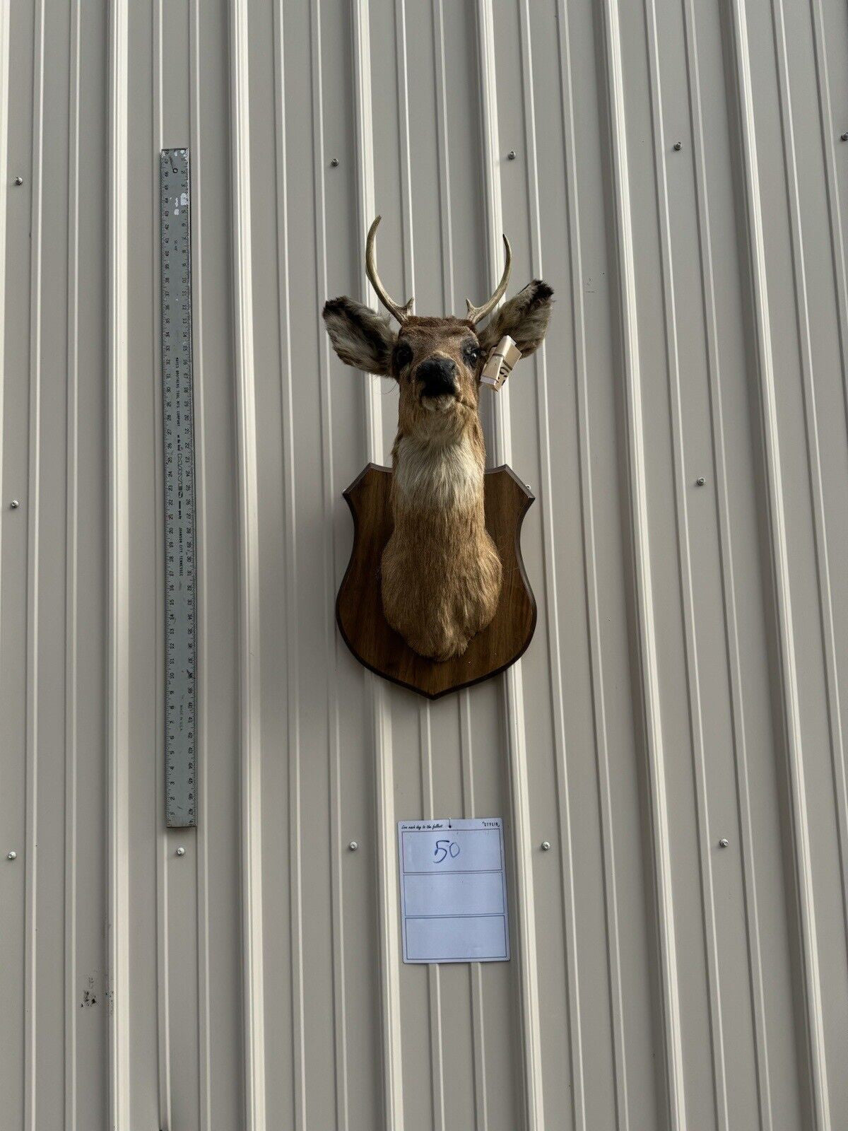 Whitetail Deer Real Antler Deer Taxidermy Mount