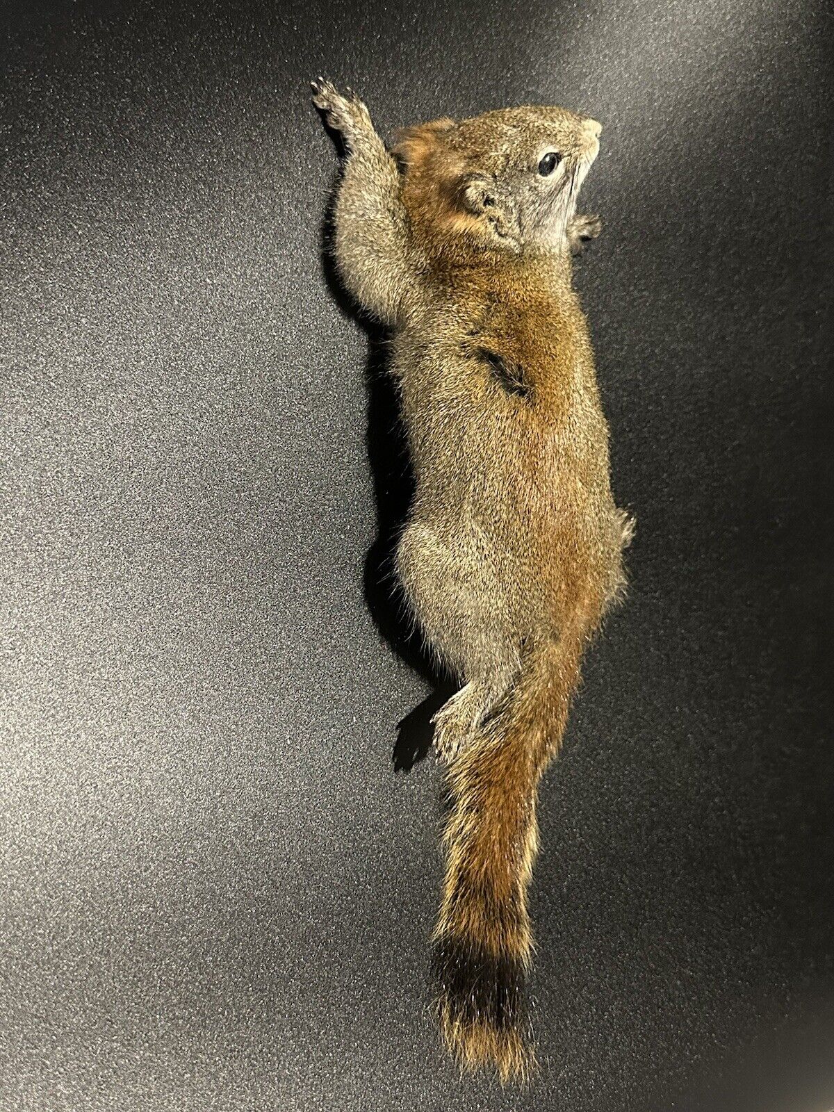 Beautiful Adorable Red Squirrel Small Animal Taxidermy Mount Art Wildlife 26S