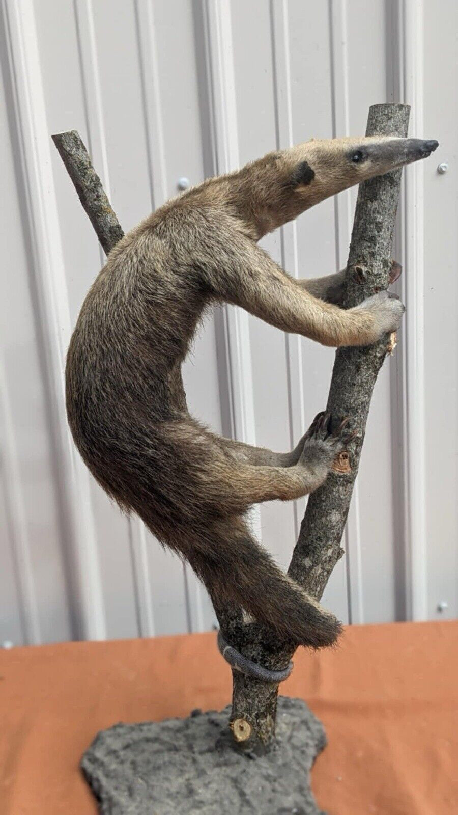 Tamandua / Ant Eater Full Body Mount Taxidermy