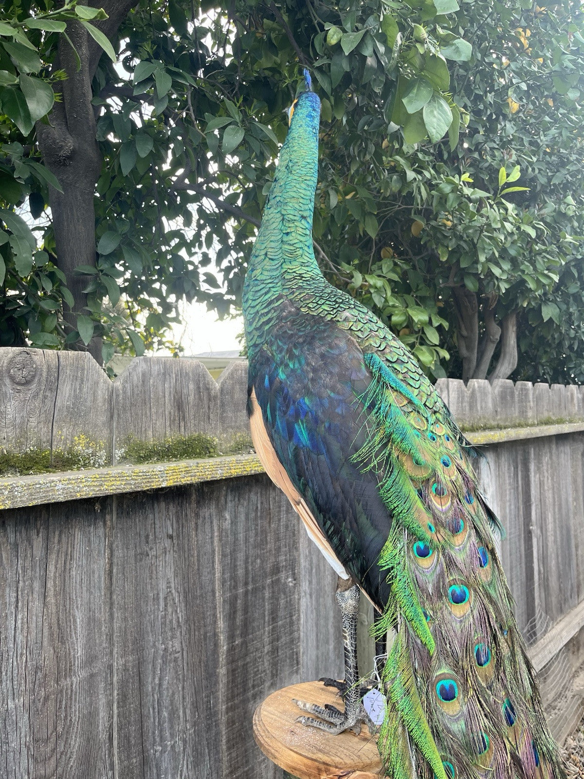 Real Java PEACOCK Taxidermy Mount museum quality Facing Right