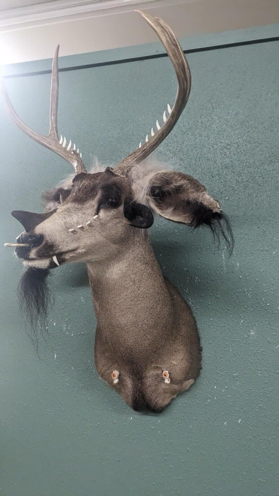 Whitetail Deer Real Antler Deer Taxidermy Mount Beautiful Antlers