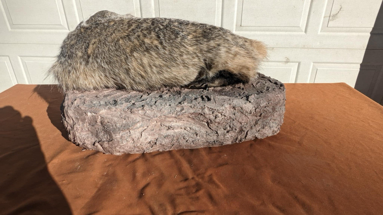 Brand New fluffy badger taxidermy Mount