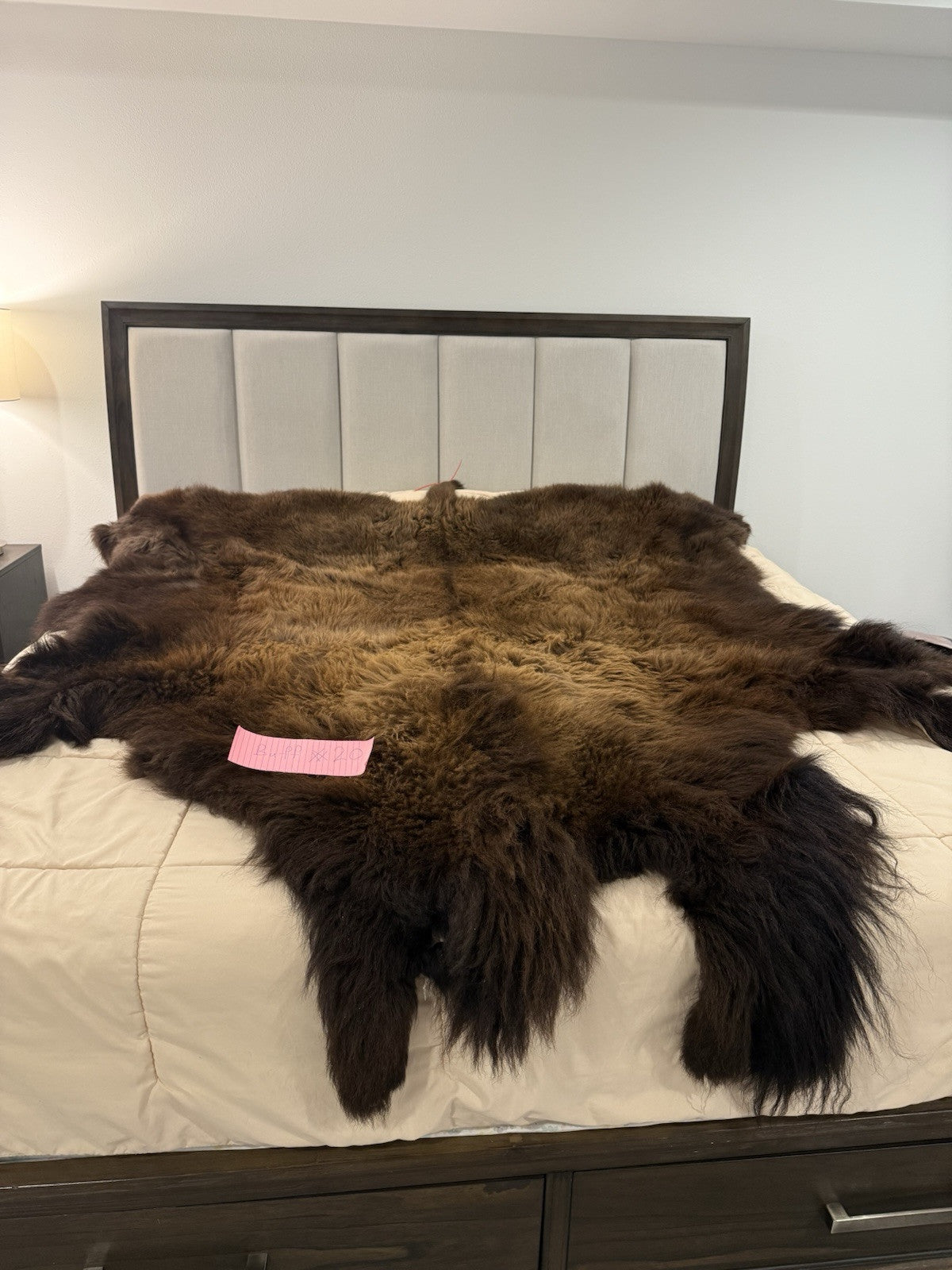 Prime Real Buffalo / Bison Fresh Taxidermy Rug Hide-buff20