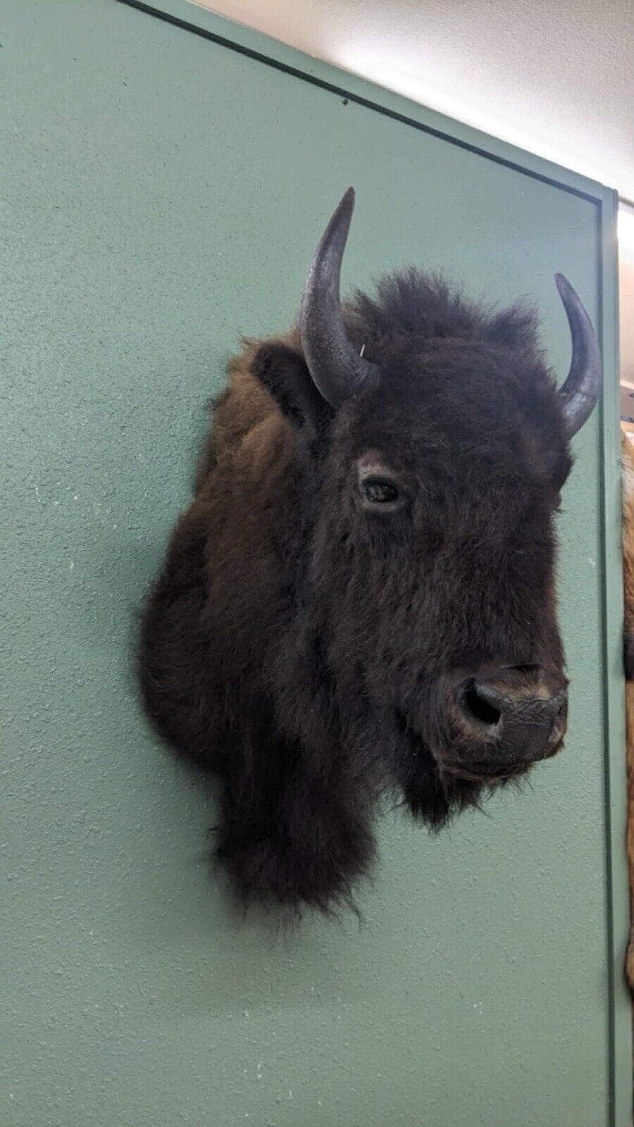 FH165-Faux Reproduction Buffalo / Bison Shoulder Taxidermy Mount )