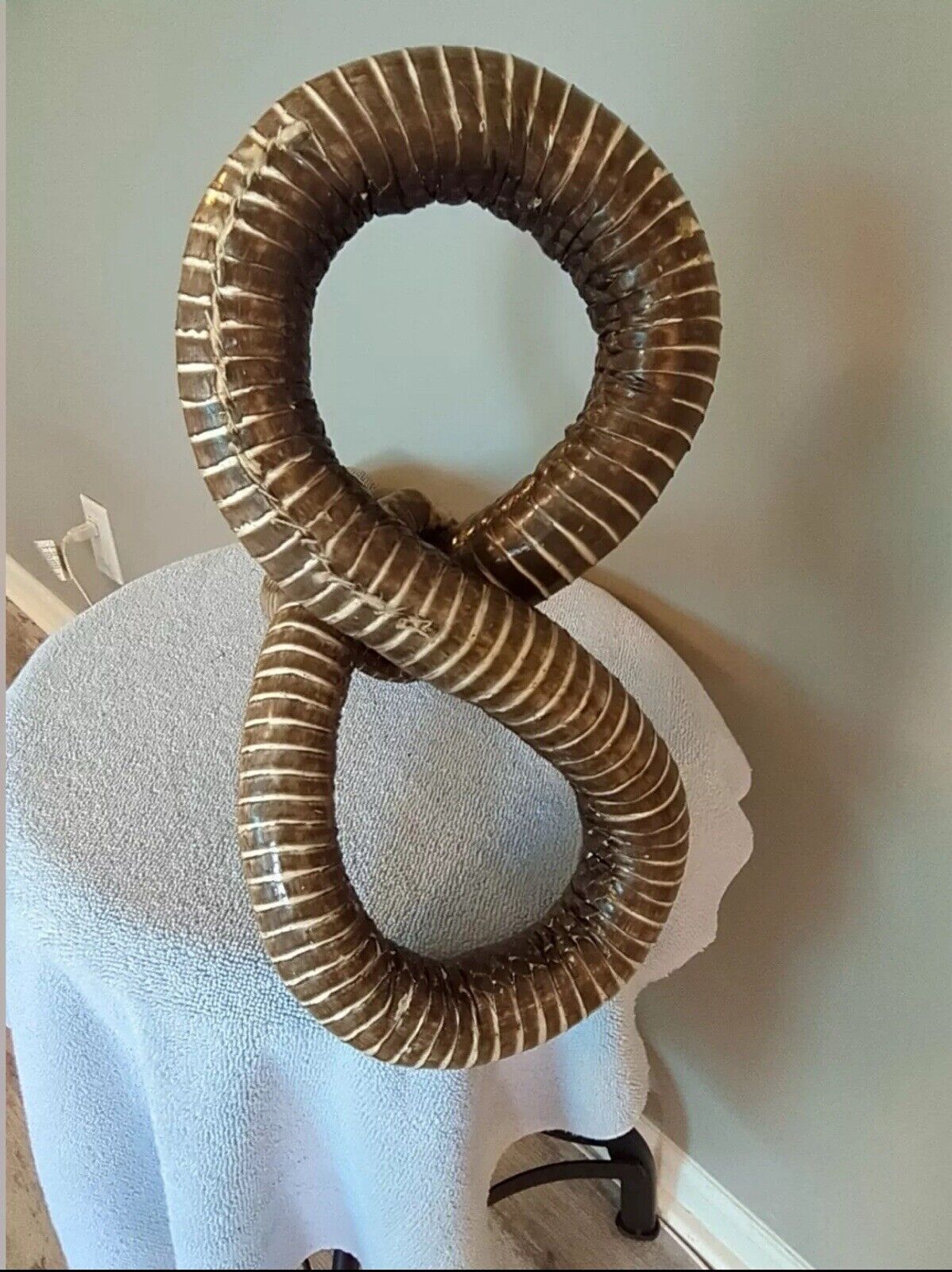 Taxidermy Cobra Been In My Collection For 40+ Years 22 Inches Tall Cool Piece