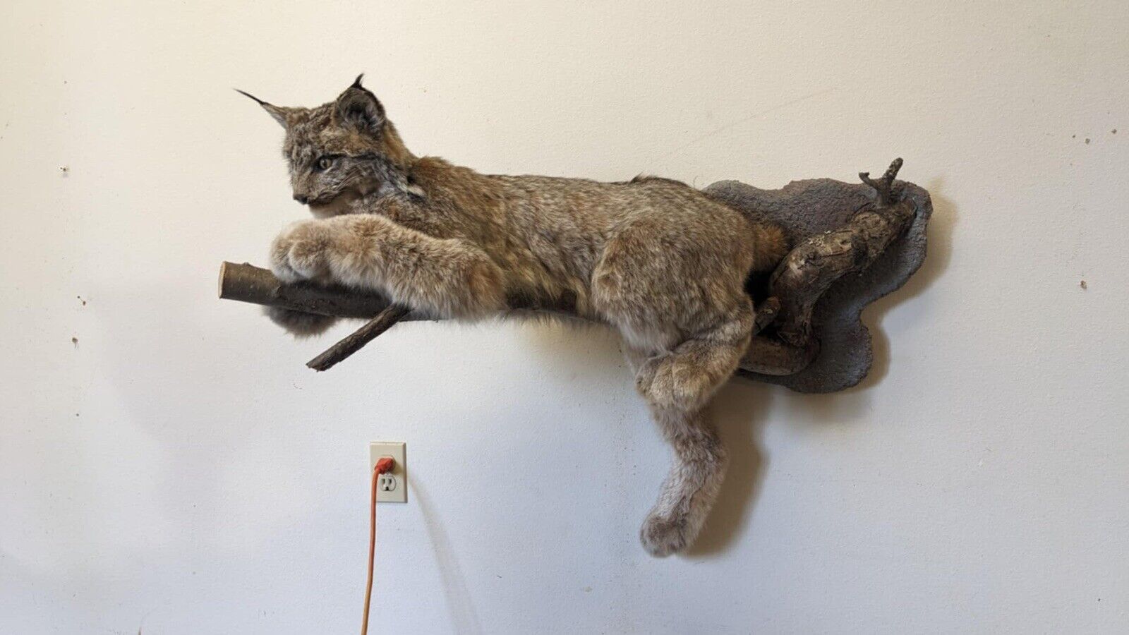 FHPAT010- Alaskan Lynx Taxidermy Full Body Mount Prime Fur