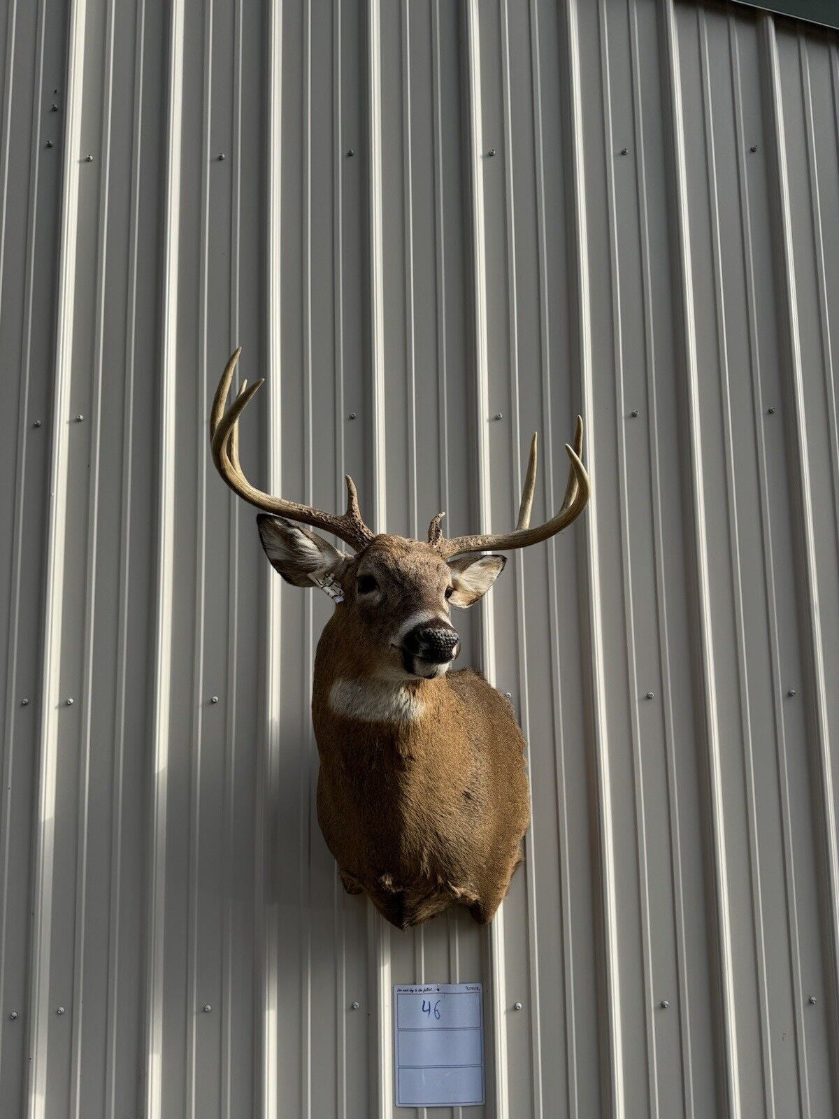 Whitetail Deer Real Antler Deer Taxidermy Mount