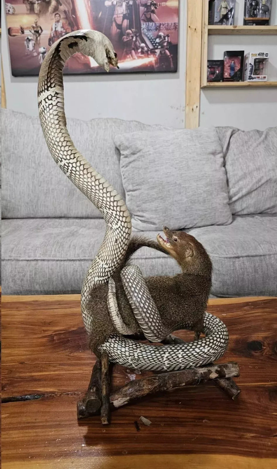 King Cobra & Mongoose Fighting Taxidermy Standing Mounted Hunting Snake