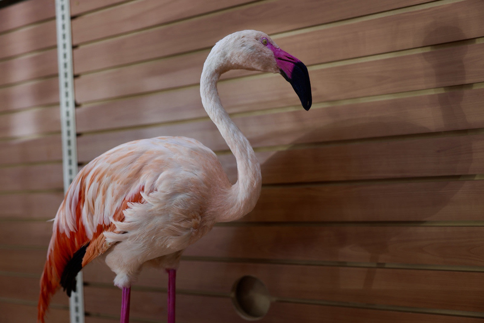 FH112-Flaming Museum quality Chilean flamingo Taxidermy mount