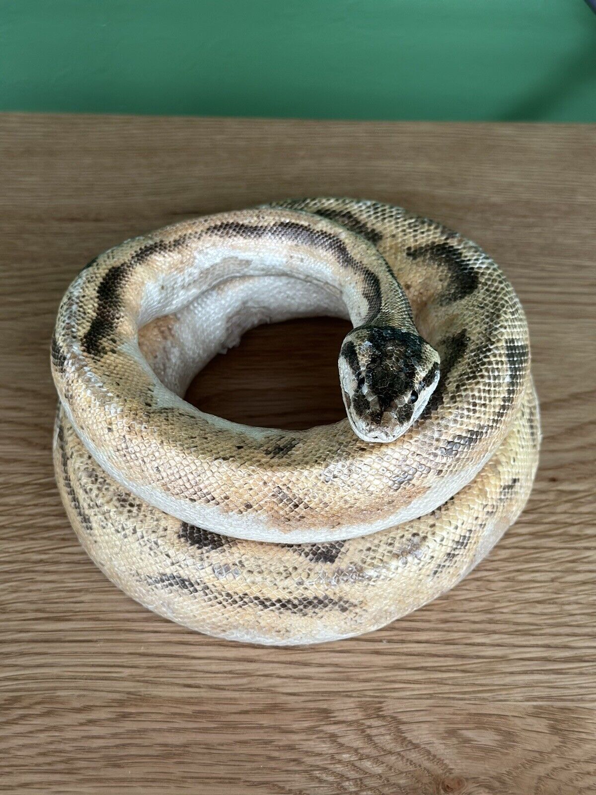 Real Ball Dinker Python Taxidermy Mount