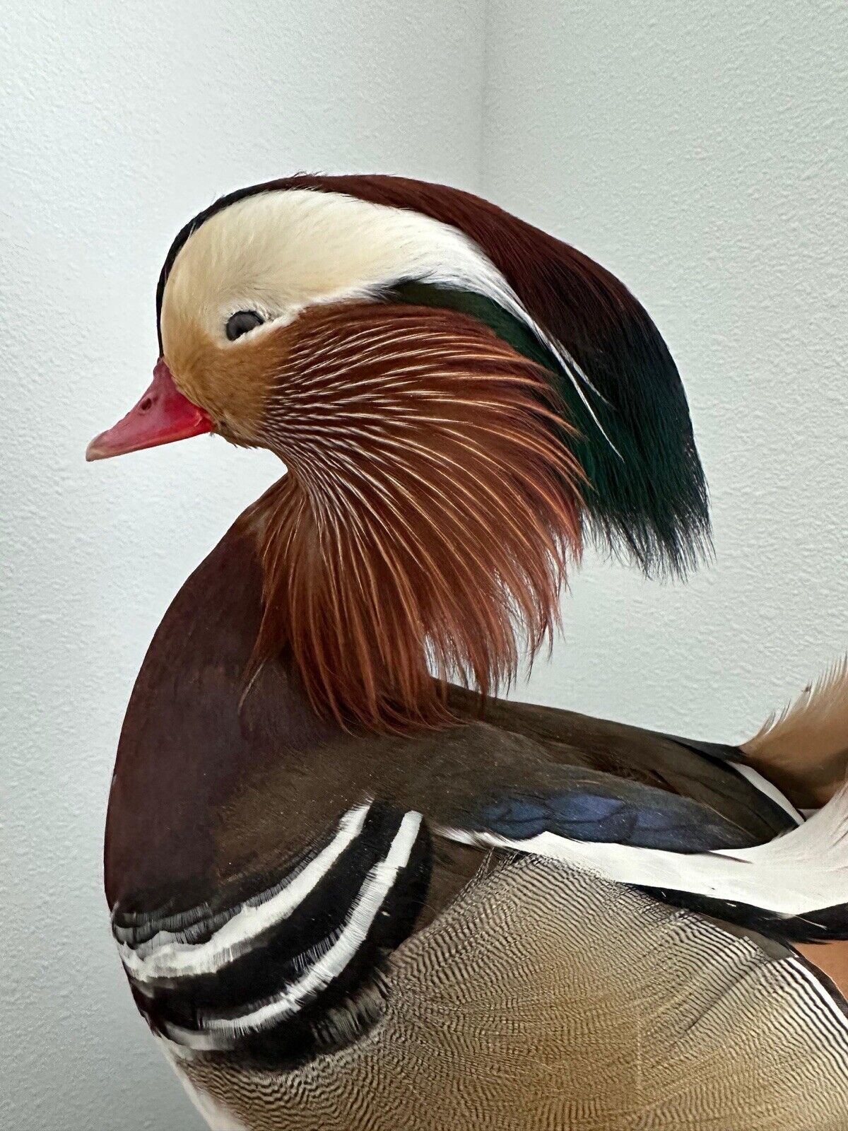 Museum Quality Mandarin Duck taxidermy mount Sku FA1911