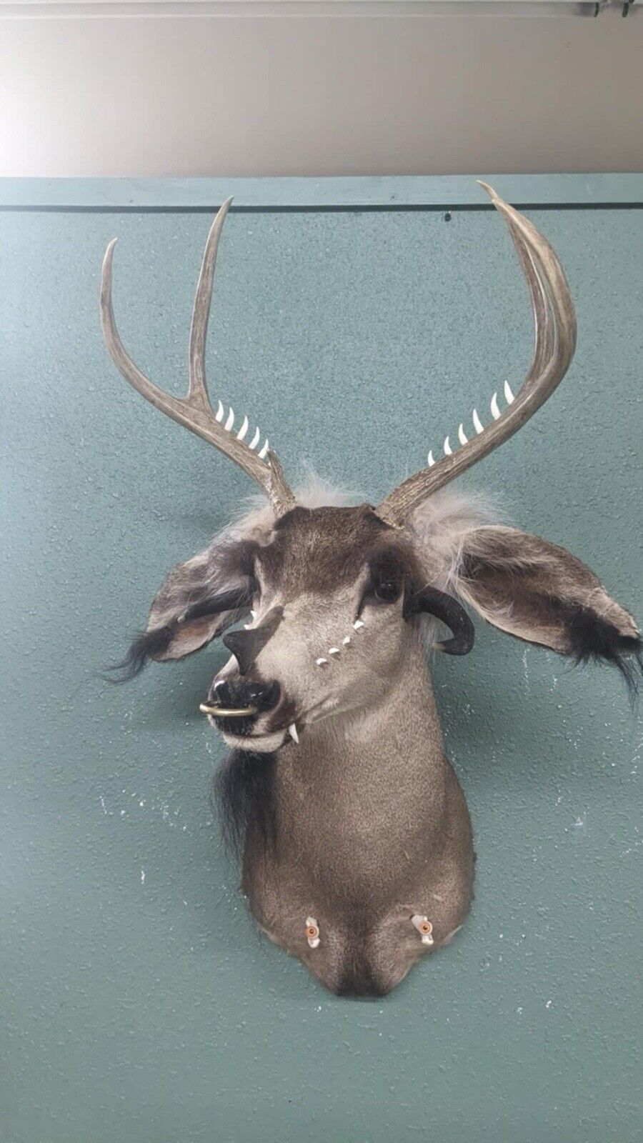 Whitetail Deer Real Antler Deer Taxidermy Mount Beautiful Antlers