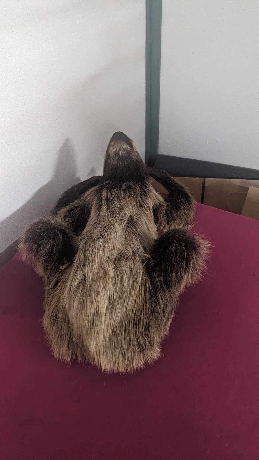 New Excellent Adult crawling Sloth Taxidermy Table Mount Full Body