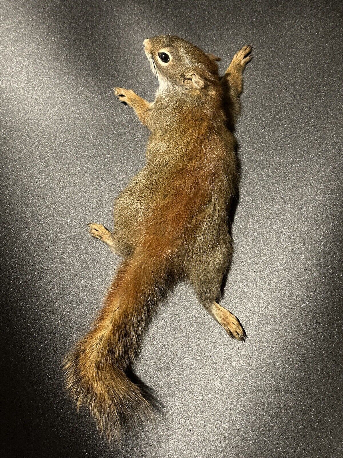 Beautiful Adorable Red Squirrel Small Animal Taxidermy Mount Art Wildlife 27S