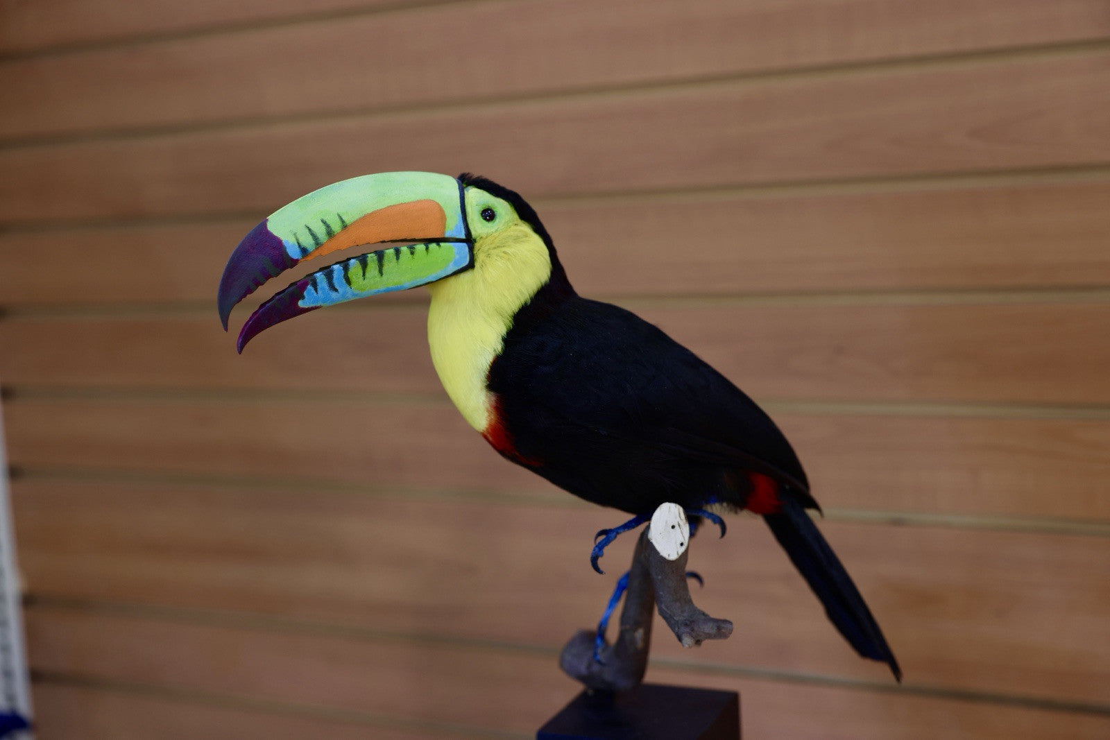 FH108-Museum Quality keel-billed toucan (Ramphastos sulfuratus) Toc24
