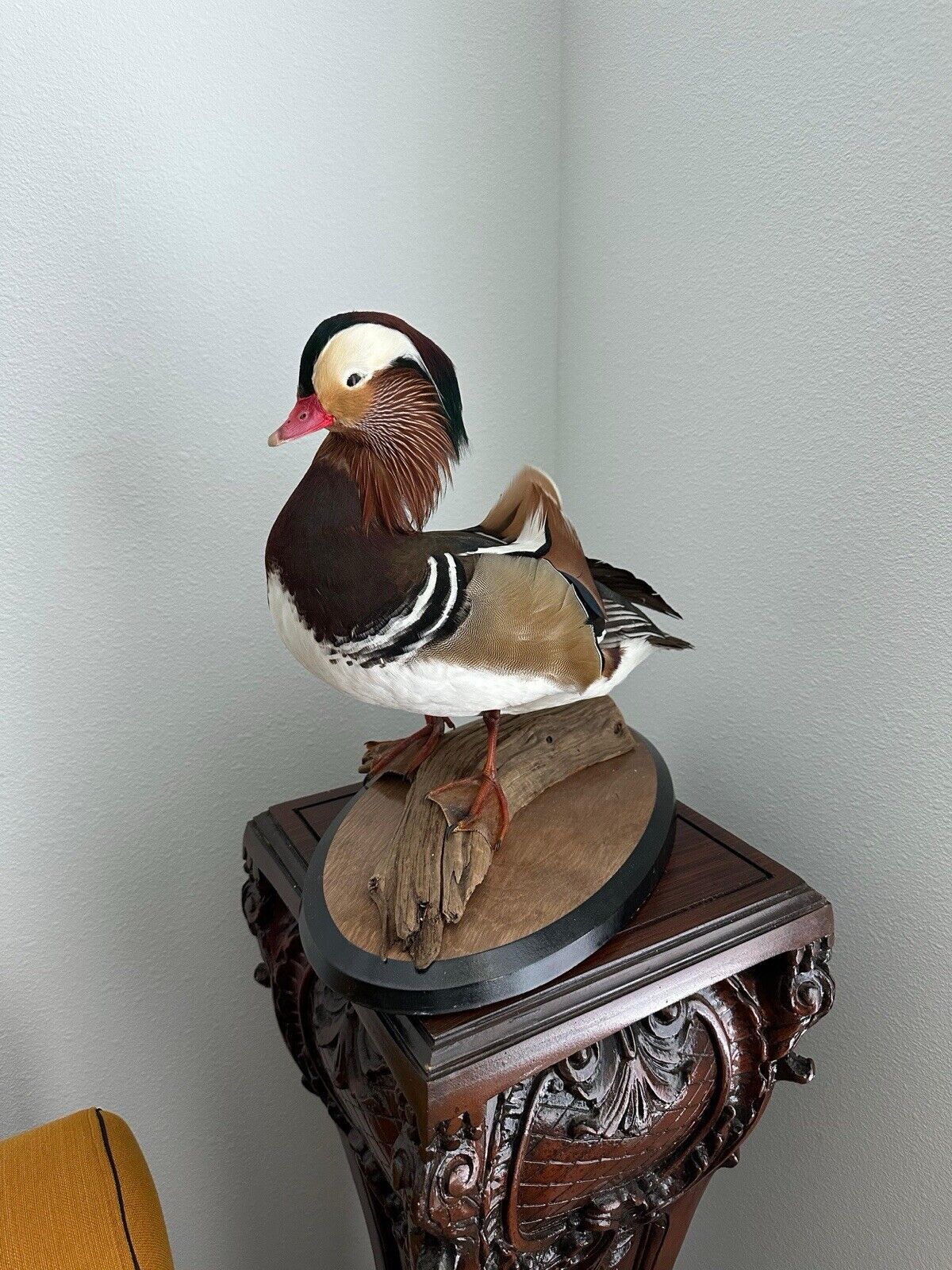 Museum Quality Mandarin Duck taxidermy mount Sku FA1911