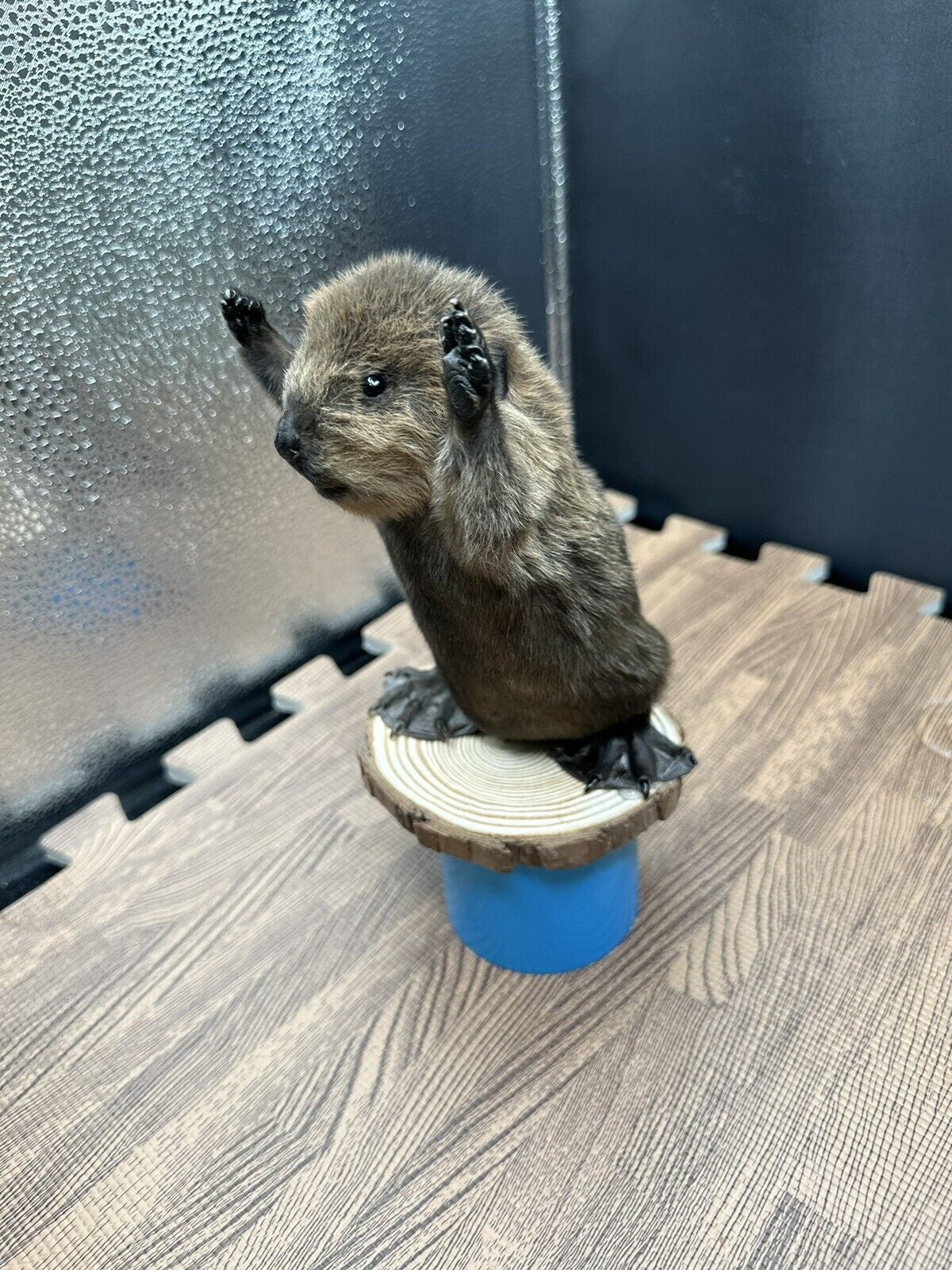 Beautiful Adorable Baby Beaver Kit Taxidermy Mount Art Wildlife 34B
